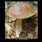 687-p1acvj4cpn10c49ri12rbqd61gaa8.jpg