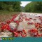 8f5-p1ah5gupu8bcshkqd2lsq1q5lj.jpg