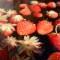 95d-p1am8hrk7h7b398t1bnj1q8c1elnf.jpg