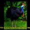 f8e-p1aoq2sjcfks0lguldb1atgn6c4.jpg
