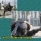 068-p1apjqu0c79ua1eajj0q2bmhjkd.jpg