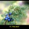 659-p1aqg678u8kgco4rpu1l2fa486.jpg