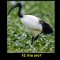 839-p1as6c2h0i1gu81ckig6t1s7fdlt5.jpg