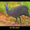 91c-p1atacbv7l1lfh1gdmtc3156m6.jpg