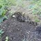 baa-p1auc1qjr718li1e5jdr919mp2f74.jpg