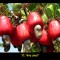 279-p1b0h7rpid7ej1bni16e36ddtbi7.jpg