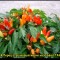 30e-p1bd2tmn27vrioc81aiq1b1f1i6fb.jpg