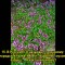 df4-p1bnpdoev6vapft715po1e9qtrb.jpg