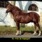 c0f-p1bqjiron613ds1lbr1eq46bb1fbh7.jpg