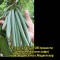 544-p1bu02k0a61rrs192n1mp4m8j1dqsa.jpg