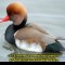 c41-p1c1bs2nrebso6bppf815i71ark4.jpg