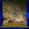 fd2-p1ceau324j1io81arfnvd1risrg3i.jpg