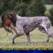 726-p1cff69v8c1kia7ttb9buf1sape.jpg