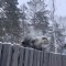 2d1-p1ernmhd4ool11nv0sf118h8q0m6.jpg