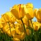 0c980bd4d8aa9fe20d0b4616b3d0e30a-tulips.jpg