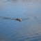 103d659f3b2eec4e99a5b7e46fbe4f3c-who_is_it_swimming_there_02.jpg
