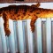 1205740846_animals_41.jpg
