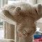 1264212303_www_roflcats_ru-90.jpg