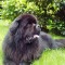 1f7eca0d24ab9c661fb03b245c640855-newfoundland.jpg
