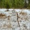 808-p1hfguirmland19iv5ph1fsdb6c7.jpeg
