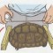 31756f673225ea0c37f2cc99ce8aaa8a-measure-tortoise-1.jpg