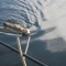 317b78955e5298218200aca34f9a4c1a-who_is_it_swimming_there_04.jpg