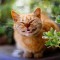 f1d-p1aiq1eet97p164abve1n1gg4q4.jpg