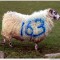 3354f485bb77fc2be240f47d49209954-dunseverick-causeway-road-and-feigh-road-sheep-163-large.jpg