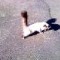 5e5-p191v936grs6k1gmi4ajaesv9g4.jpg