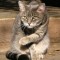 8f9-p196e9s3bmumkr4d18s1ttdknu4.jpg