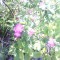 05f-p19nk4sqakucon6h281ts1jch5.jpg