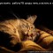 14f-p19fhe4btg1jr6eh696q10l39vk4.jpg