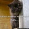 311-p19f5qt47712g11l6gp5a1gfvrcl4.jpg