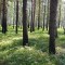 e1a-p1amlea0m31en7105r1ic3q7k1mjn4.jpg