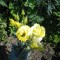 bb2-p19slm3kb42kg1s2k11bcp7kfcd4.jpg