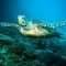 3ccc2e84bd767badf65da0a49afd24d0-phi_phi_island_wallpaper.jpg