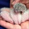 3fd1ae1a7fbf5fd2cd1fd9ae54c6f727-1275980681_hedgehogs-06.jpg