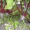 929-p1aatobrcu1dvohgheipus5109j4.jpg
