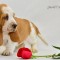414c9de7087b0f37402a053b9ffe563b-dsc_00811.jpg