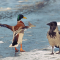 72b-p1avokddk9ni21s3cbp8ov1d94.png