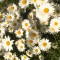 47e-p1ap0iqgpismg1c5f771vte11g04.jpg