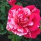 303-p1b3o78v3mps5jqb1c5k10cm1oog4.jpg