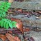 d9a-p1bgrmbvvk1pjne9h900156n1qkf4.jpg