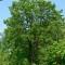 d06-p1bl0pc353gim1ao9lmr1irmk274.jpg