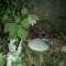 0b2-p1cfoten5negv1s2kei71j3h1t9r4.jpg
