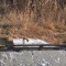 5a7-p1buqovl6kq66188k1kr66e4gdb4.jpg