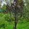 38c-p1bqg848mn1td14gcg3l116jjio5.jpg