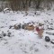 d35-p1bvhmadus1oo5pvek621ss518oo5.jpg