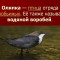dc1-p1cbbr8lgn5qn19c6k841gh56m4.jpg