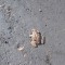 50d-p1cbouq71513l7kk1g951tjmo154.jpg